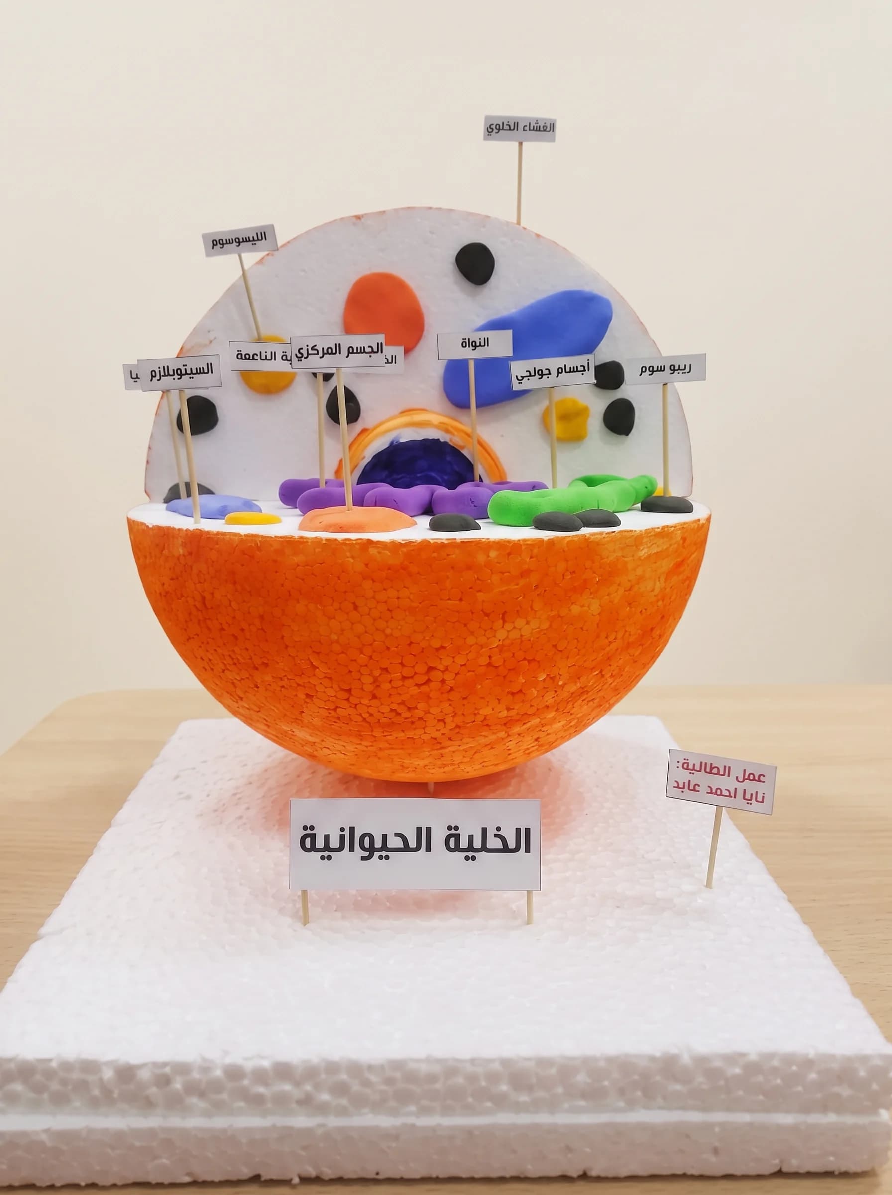 مجسم الخلية الحيوانية