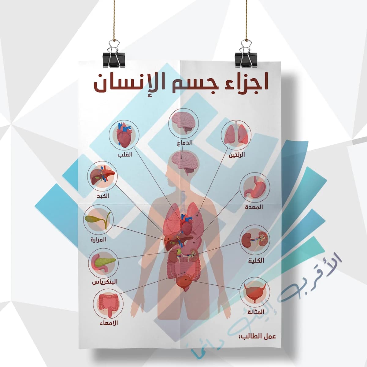 لوحة مدرسية عن اجزاء جسم الانسان